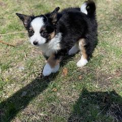 Sporty Mix Puppies from Ebonheart Kennel