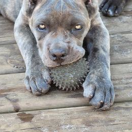 Cane Corso Puppies from Forest Lake Cane Corsos