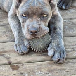 Cane Corso Puppies from Forest Lake Cane Corsos