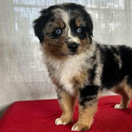 Adam - Blue merle male Miniature Australian Shepherd puppy in Sulphur, Louisiana from Triple J Aussies and Corgis