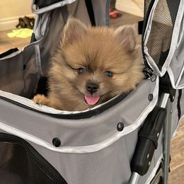 Pomeranian Puppies from Annie’s Animated AKC Pomeranians