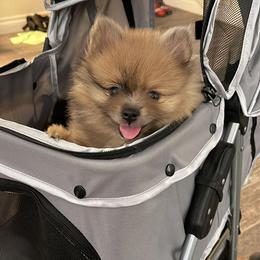 Pomeranian Puppies from Annie’s Animated AKC Pomeranians