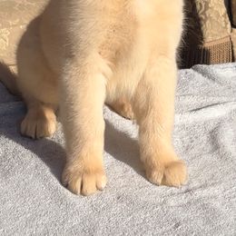 Golden Retriever Puppies from Dreamers Goldens