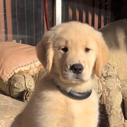 Golden Retriever Puppies from Dreamers Goldens