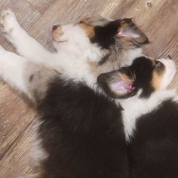 Miniature American Shepherds and Miniature Australian Shepherds from Jill's Miniature American & Australian Shepherds