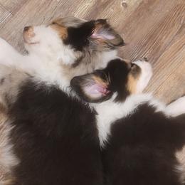 Miniature American Shepherds and Miniature Australian Shepherds from Jill's Miniature American & Australian Shepherds