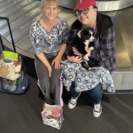 Aussiedoodle, Australian Shepherd, Dachshund, and Miniature Australian Shepherd Puppies from Bline’s Awesome Aussies & Doxies at the Bline Family Farm