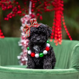 Madame Adelaide - Black and white female Cockapoo puppy in Deming, Washington from Heavenly Puppies to Love