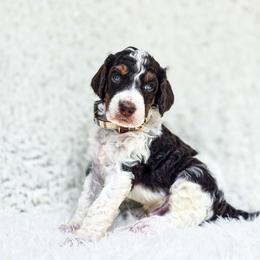 Rocky - Parti male Poodle puppy in Gaylord, Michigan from Dog Mom Co. Poodles