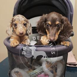 Dachshund Puppies from Doxi Delights AKC Miniature Dachshunds
