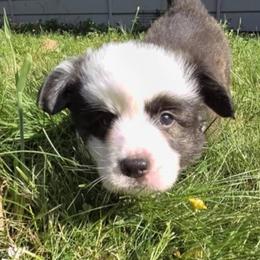 Cardigan Welsh Corgi and Mudi Puppies from Kahukura Cardigans