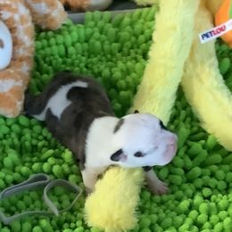 Girl 5 - Red brindle and white female Bulldog puppy in Tierra Verde, Florida from Destiny Kennel