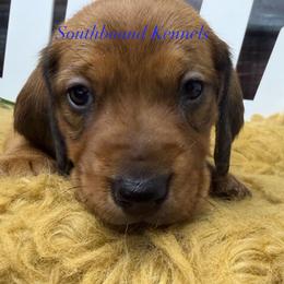 Lynyrd - Red male Dachshund puppy in Leoma, Tennessee from Southbound Kennel