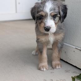 Cookie dough (turquoise collar) - Blue merle female Bernedoodle puppy in Indianola, Utah from Little Bear Bernedoodles