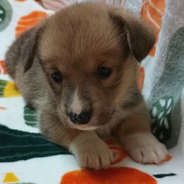 Pembroke Welsh Corgi Puppies from Episode Corgis