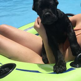 Cane Corso Puppies from Palazzo Cane Corso