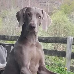 Leia - Weimaraner