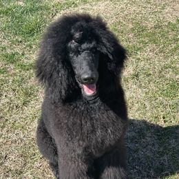 Poodle All Grown Up from Altalune Poodles