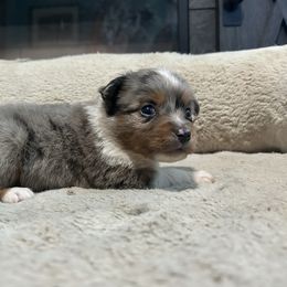 Marshall - Blue merle male Miniature American Shepherd puppy in Terryville, Connecticut from Spirited Aussies