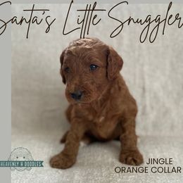 Jingle - Red  male Goldendoodle puppy in Inez, Texas from Heavenly H Doodles