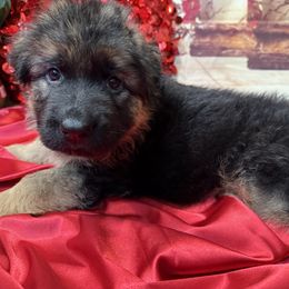 German Shepherd Puppies from Vom Archbold Haus World Class German Shepherds