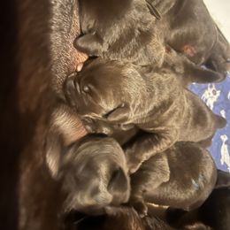 Labrador Retriever Puppies from Naomi's Labrador Retrievers