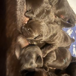 Labrador Retriever Puppies from Naomi's Labrador Retrievers