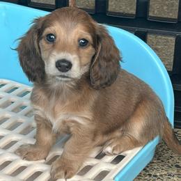 Blue Shaded Cream Girl - Gray (blue) and cream female Dachshund puppy in Belfair, Washington from CreekSide Mini Doxies