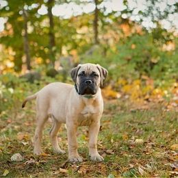 Bullmastiff Puppies from Curnwood’s Bullmastiff’s
