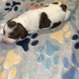 Dachshund Puppies from Dunham Dachshunds