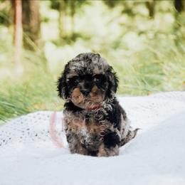 Red boy - Merle male Cockapoo puppy in Missoula, Montana from Big Sky Cockapoos