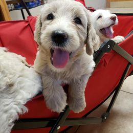 Goldendoodle, Labradoodle, and Poodle Puppies from Mississippi Retrievers