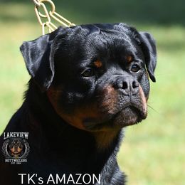 AMAZON - Rottweiler