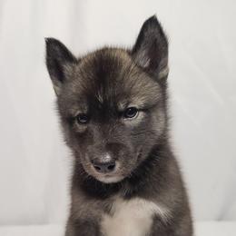 Zeus - From Health Tested Parents - Agouti and white male Siberian Husky puppy in Los Angeles, California from Limitless Huskies