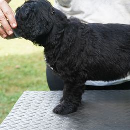 Black Russian Terriers from Red Shadow Black Russian Terriers