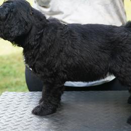 Black Russian Terriers from Red Shadow Black Russian Terriers
