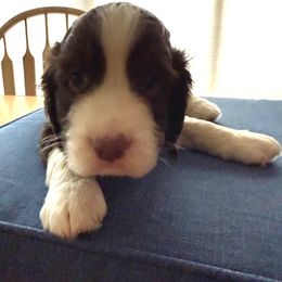 McDavid - Liver and white male English Springer Spaniel puppy in North Carolina from Ebenezer Valley ESS