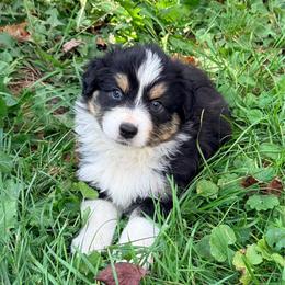 Tommie (Yellow) - Black tri-color male Australian Shepherd puppy in Ashland, Ohio from SS Australian Shepherds
