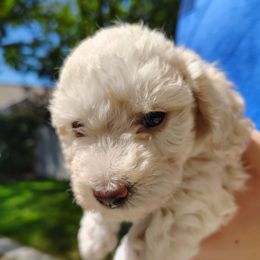 Biscuit - Cream male Poodle puppy in Mapleton, Utah from Caboodles Of Poodles