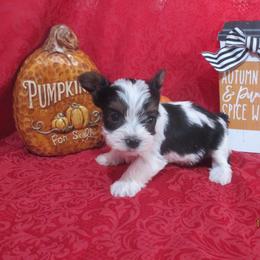 Yorkshire Terrier Puppies from Grandma's Yorkie Cottage