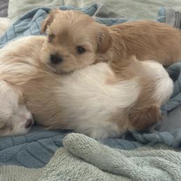 Apricot Girl - Tan female Morkie puppy in Alpharetta, Georgia from Morkies of Milton