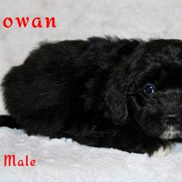 Rowan - Black tri Miniature Australian Shepherd puppy in Paris, Texas from Kuttin’ Up Mini Aussies