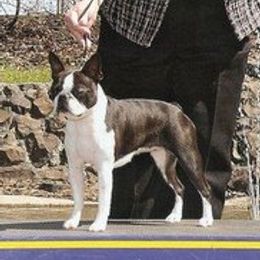Summer - Boston Terrier