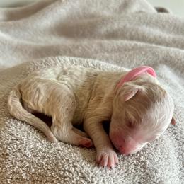 Vidalia - Parti female Poodle puppy in Burwell, Nebraska from Petersen Poodles