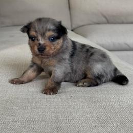 Boy 2 - Blue merle male Pomeranian puppy in Meridian, Idaho from Idaho_poms