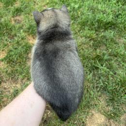 Pomsky Puppies from Fluff and Feathers