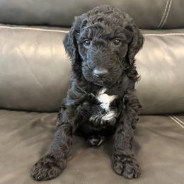 Dawn- Black and White - Female - Black female Goldendoodle puppy in Wickenburg, Arizona from Gentle Paw Goldendoodles