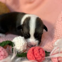 Girl 4 - Sable female Pembroke Welsh Corgi puppy in Mountain View, Hawaii from Celtic Corgis