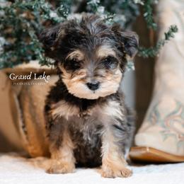 Galinda - Merle female Schnoodle puppy in Grove, Oklahoma from Grand Lake Poodles & Doodles