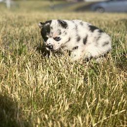Pomsky Puppies from The Pomsky‘s Palace